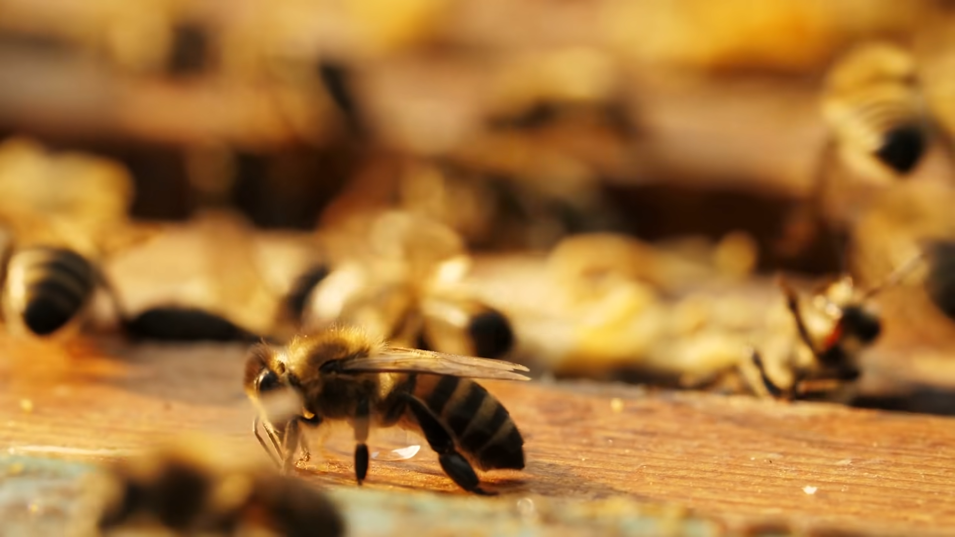 Today is World Bee Day – and 10,000 bees are secretly running elections