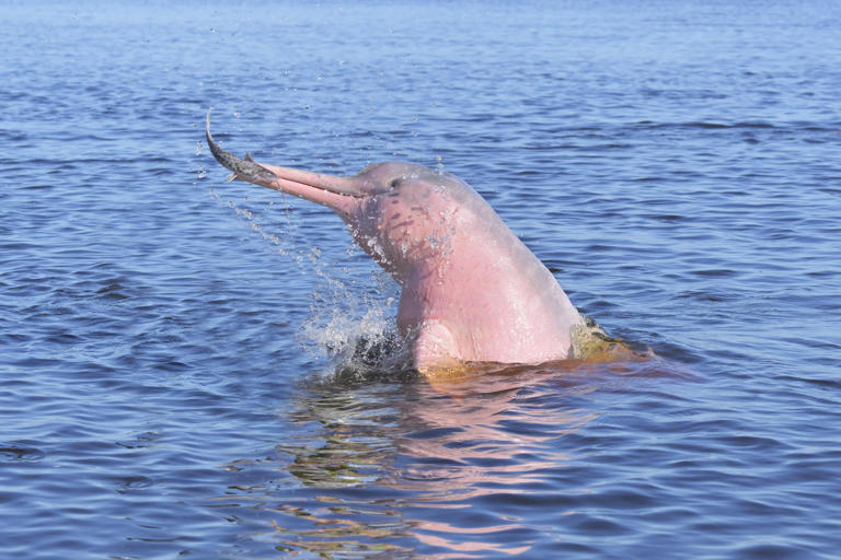It's pink, able to swim backwards and upside down and is a mighty 2.5 ...