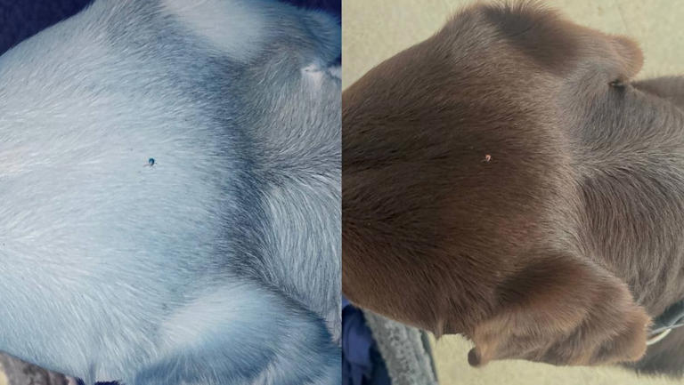 This phone trick is said to make ticks visible on dogs