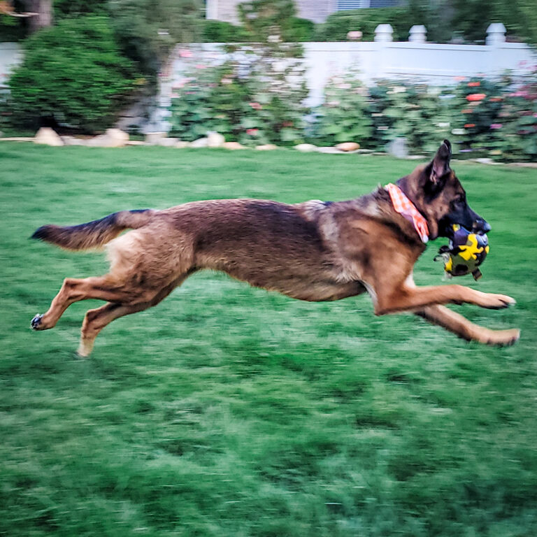 Types of Dogs Senior Citizens Should Avoid - German shepherd