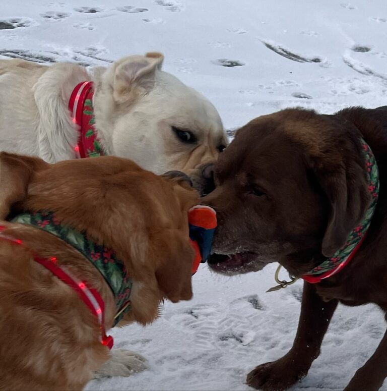 Types of Dogs Senior Citizens Should Avoid - Labrador Retrievers