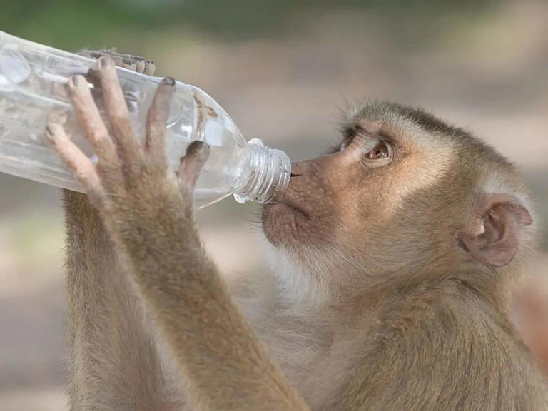 Why macaques and humans start copying each other in shared spaces