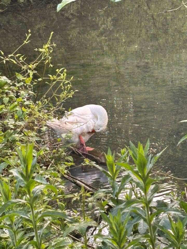 Goose named Gandalf is 'kidnapped' – leaving pal 'Ryan Gosling' devastated