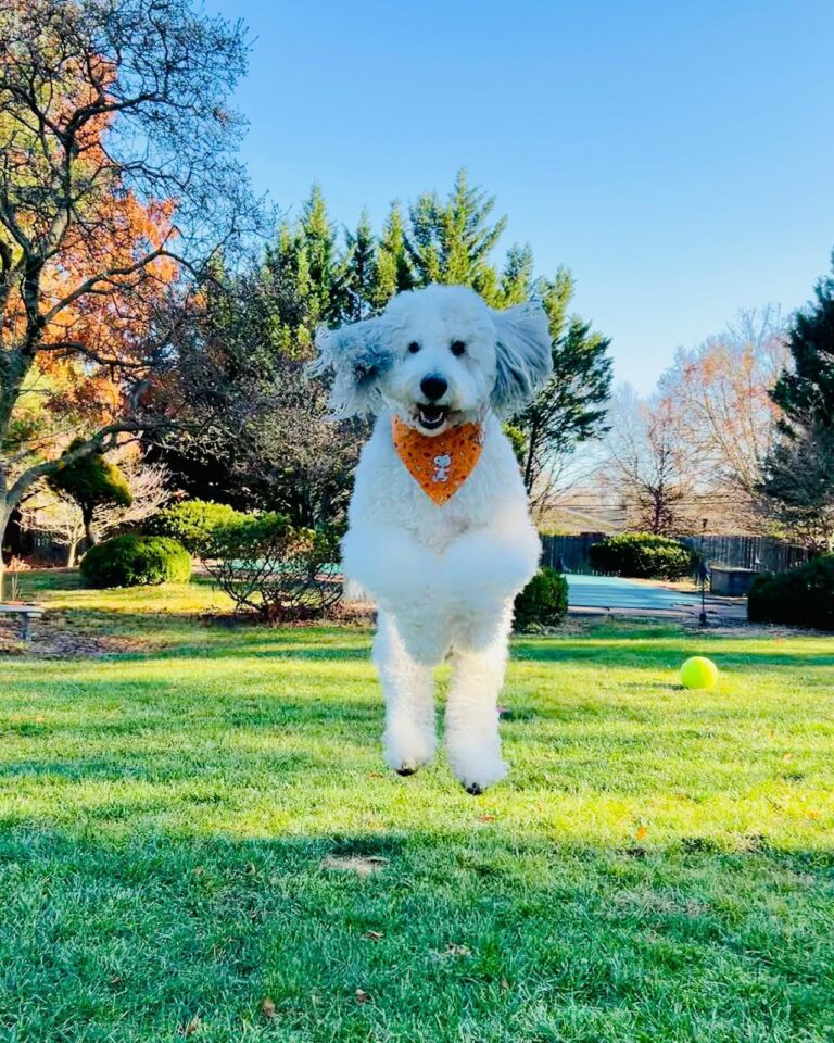 5 Dog Breeds Seniors Should Avoid—Plus the Best Dogs to Choose Instead, According to Experts