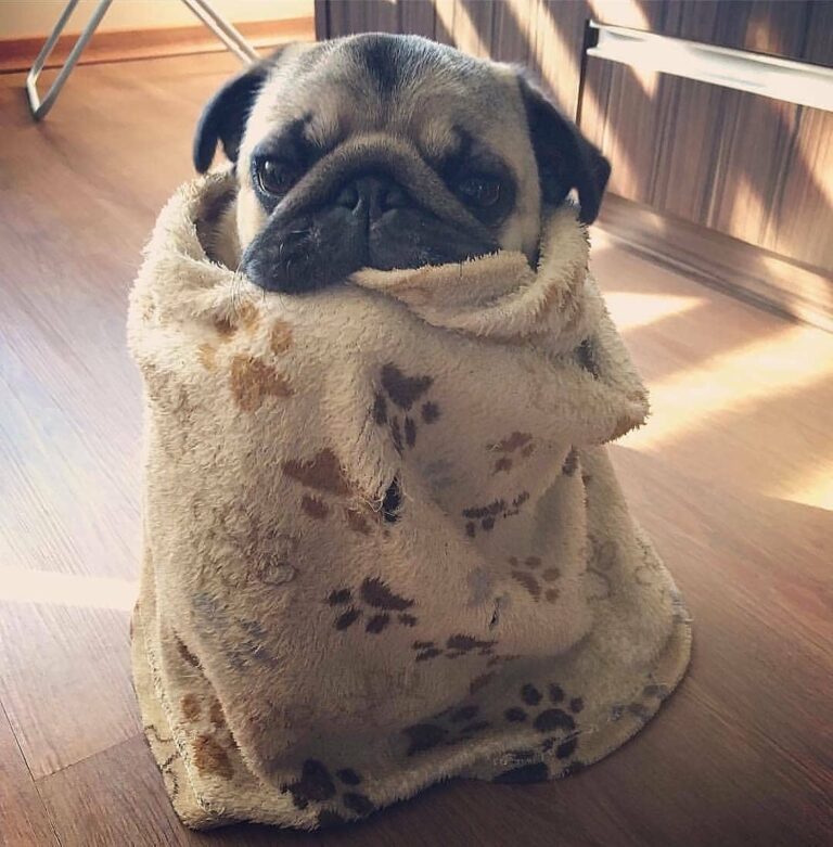 5 Best Dog Breeds for Seniors - Pugs