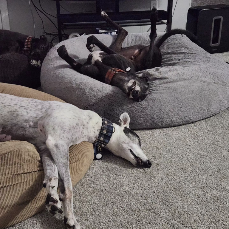 5 Best Dog Breeds for Seniors - Greyhounds