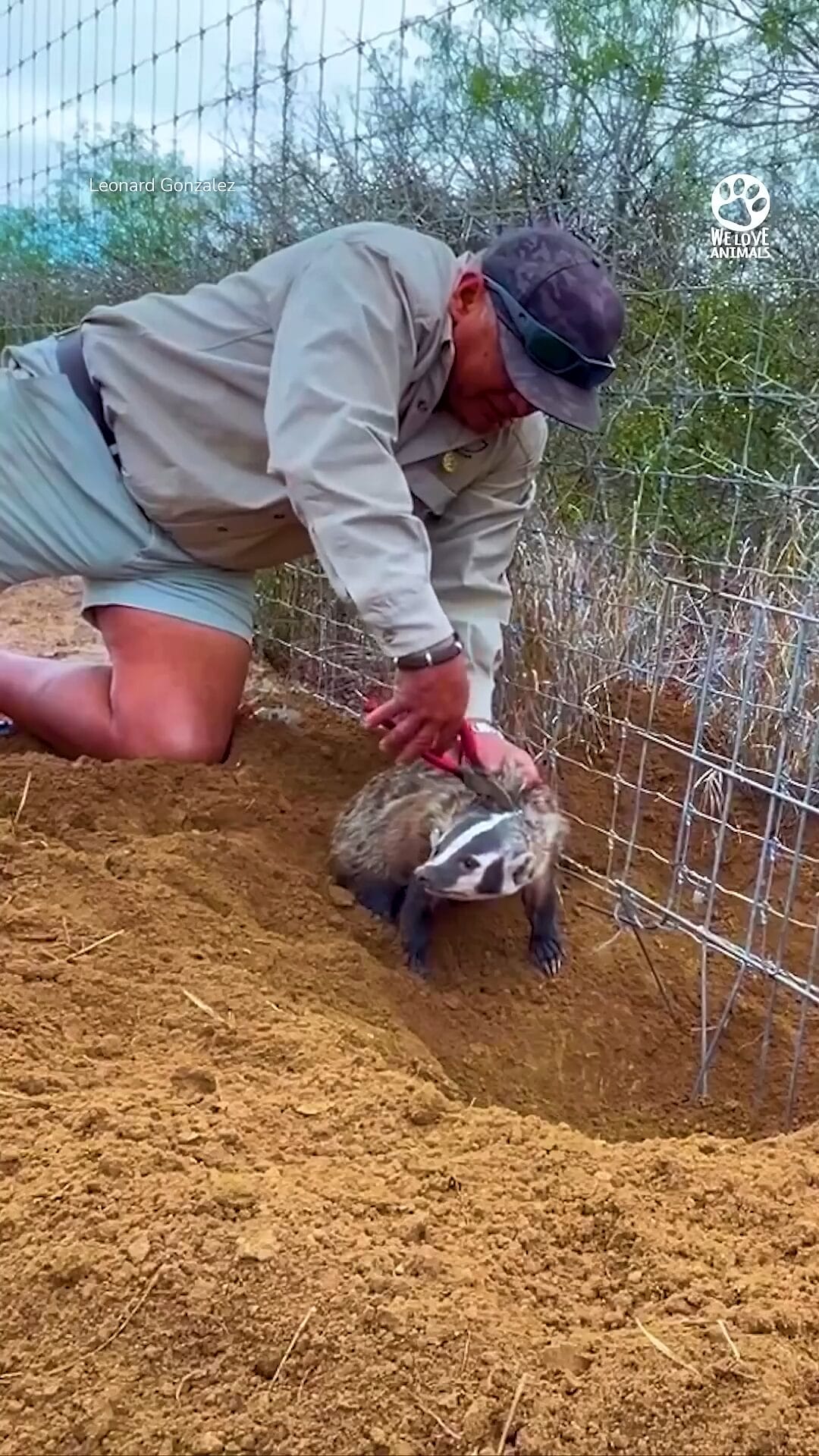 Terrified badger rescued from fence by kind man 👏 ️