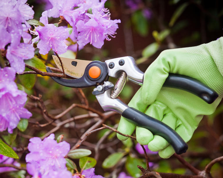 What you do to azaleas in May can make or break next year's blooms – 5 ...