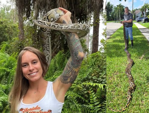 Florida’s $25K Everglades python hunt returns for 2026, registration ...