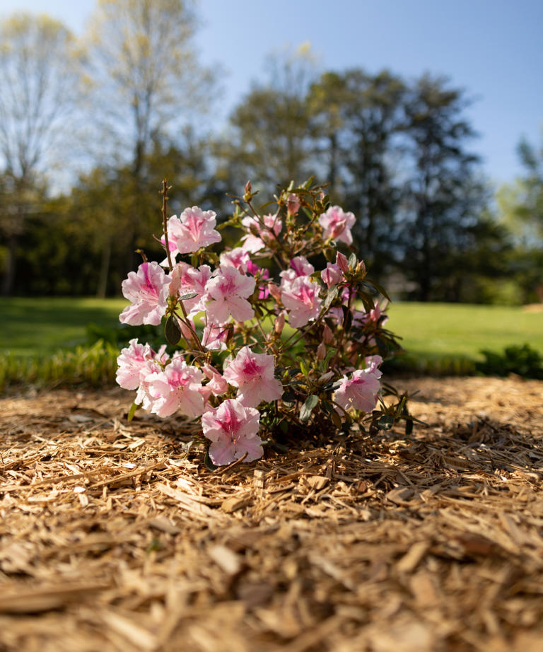 What you do to azaleas in May can make or break next year's blooms – 5 ...