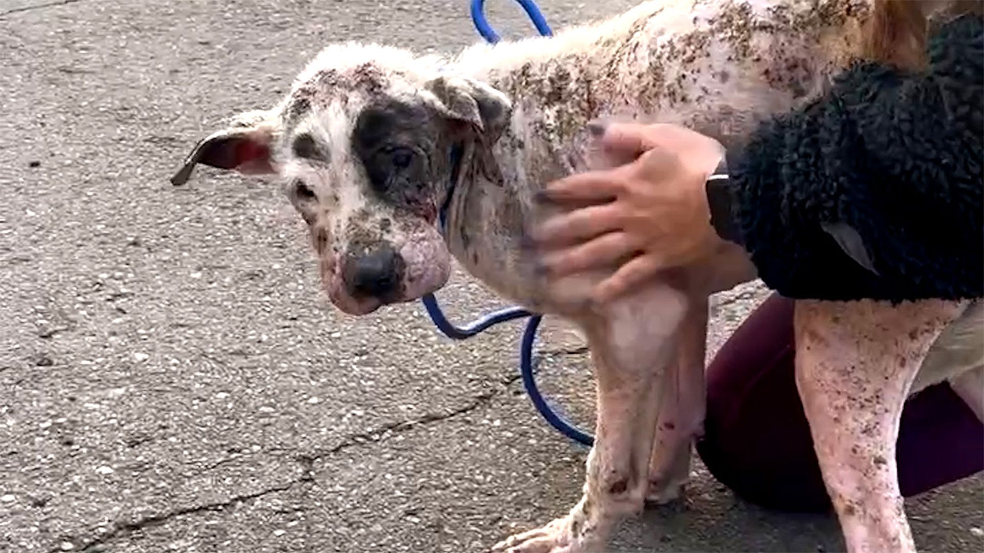 Sad street pittie is unrecognizable now
