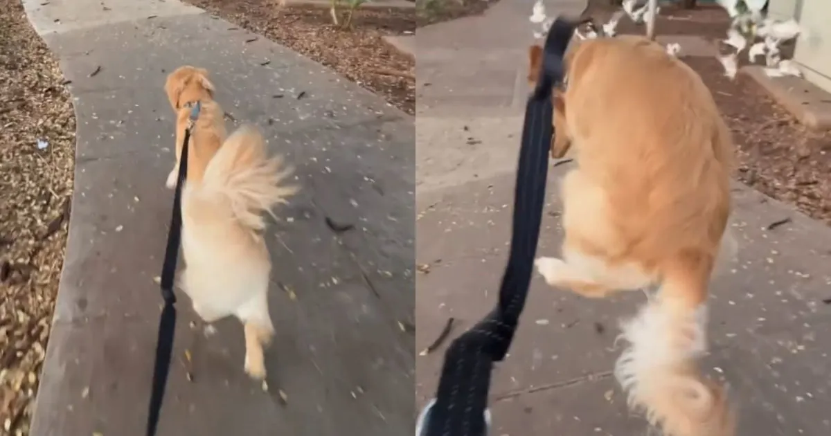 Dog activates 'frog' mode as soon as he hears 'puppuccino'