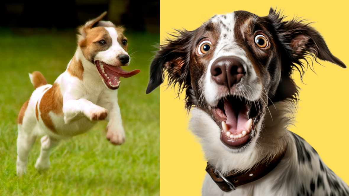 crazy dog