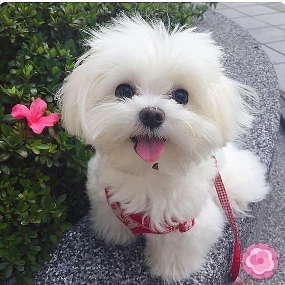 5 Best Dog Breeds for Seniors - Maltese