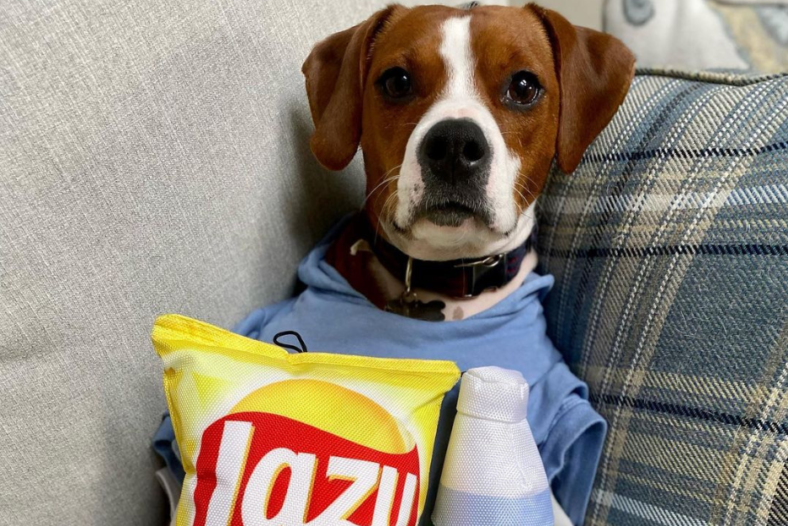 5 Dog Breeds Seniors Should Avoid—Plus the Best Dogs to Choose Instead, According to Experts