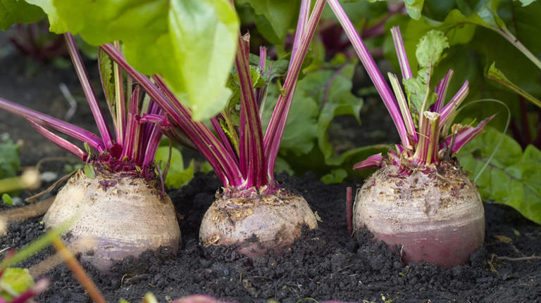 15 best vegetables you should be planting in June