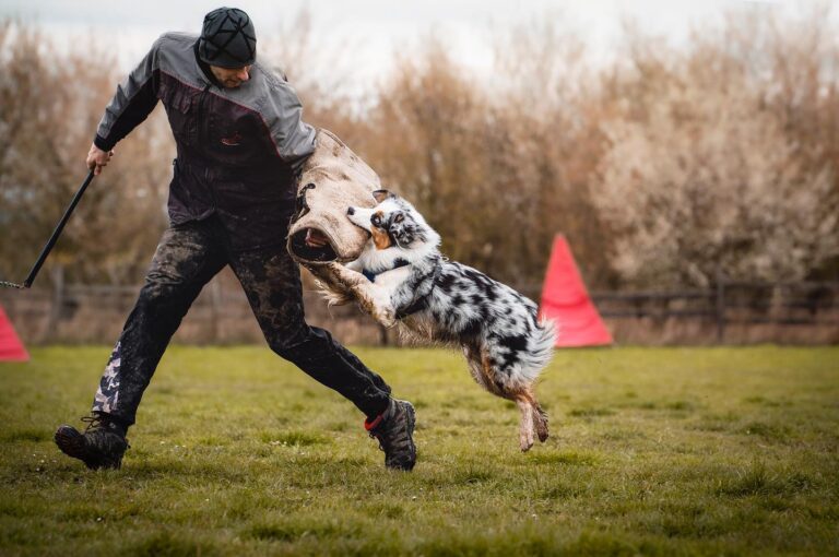 Types of Dogs Senior Citizens Should Avoid - Australian Shepherds
