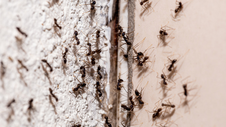 The popular DIY solution that might not solve your ant problem