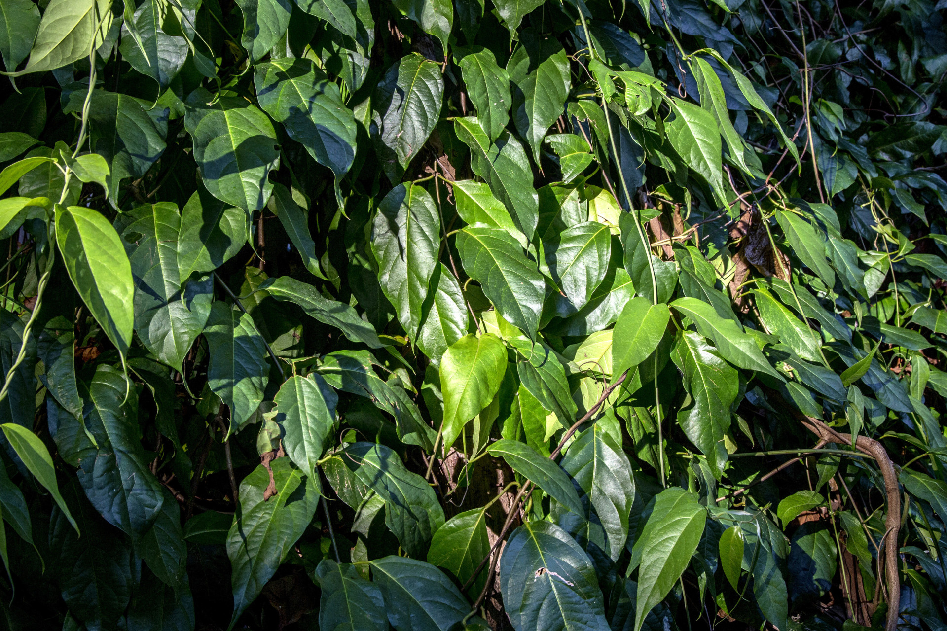The rich history of the ancient ayahuasca tradition