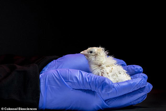 De-extinction breakthrough as scientists hatch live chicks from a fully ...