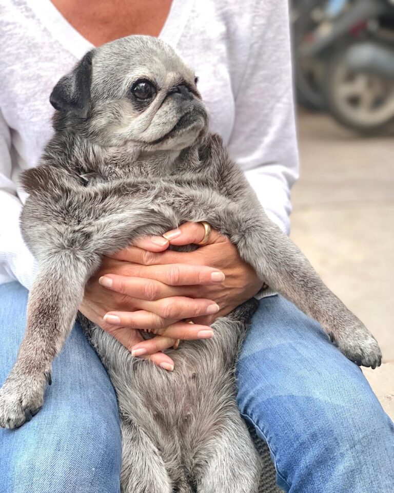 5 Best Dog Breeds for Seniors - Pugs