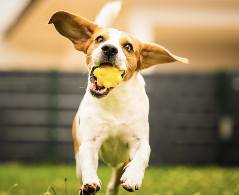 dog with high energy level
