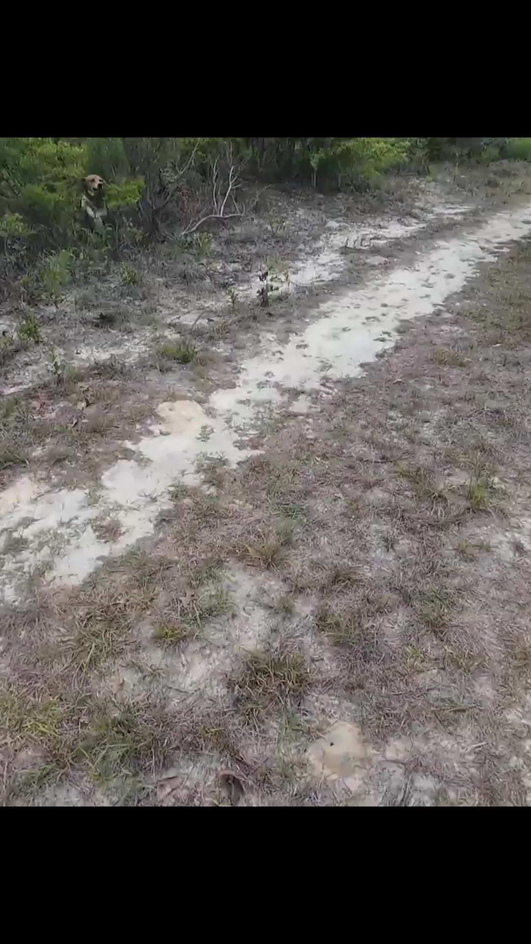 Rabbit hunting adventure