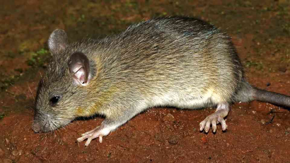 How rats became humanity’s darkest and most dangerous shadow