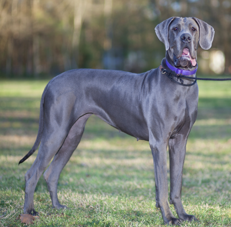big dog