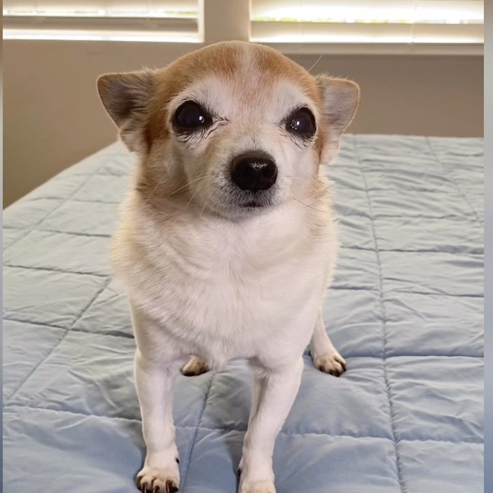 Best Dog Breeds for Seniors - Senior dogs