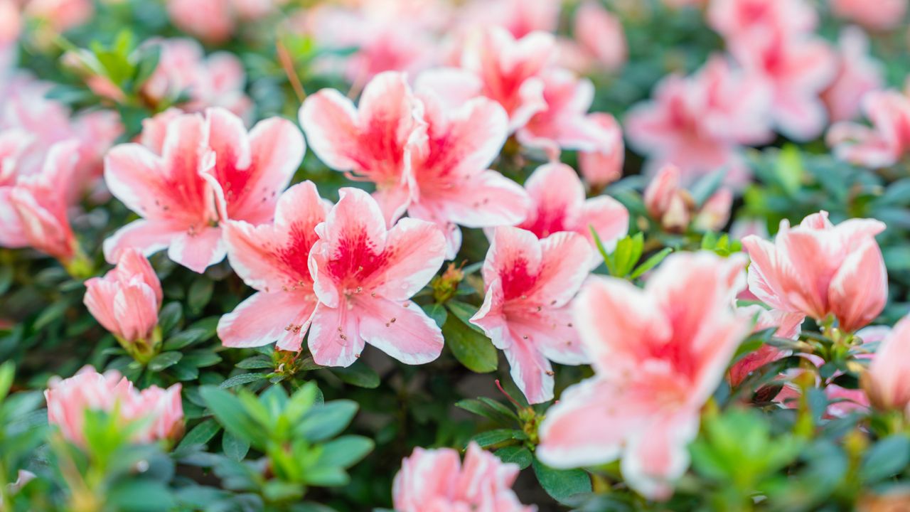 What you do to azaleas in May can make or break next year's blooms – 5 ...