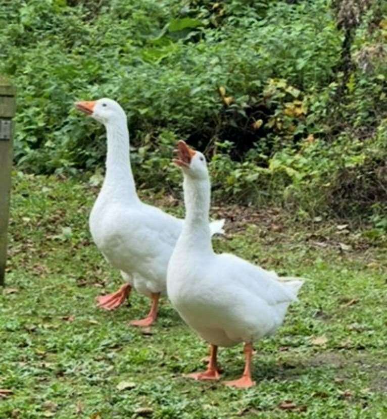 Goose Named Gandalf Vanishes, Leaving 'Ryan Gosling' Heartbroken
