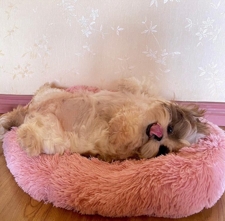 5 Best Dog Breeds for Seniors - Shih Tzus