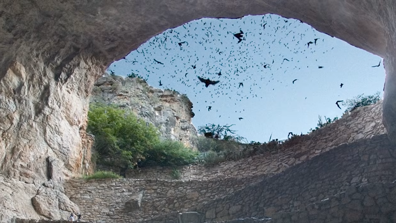 The US built a secret bat army – then lost control of it