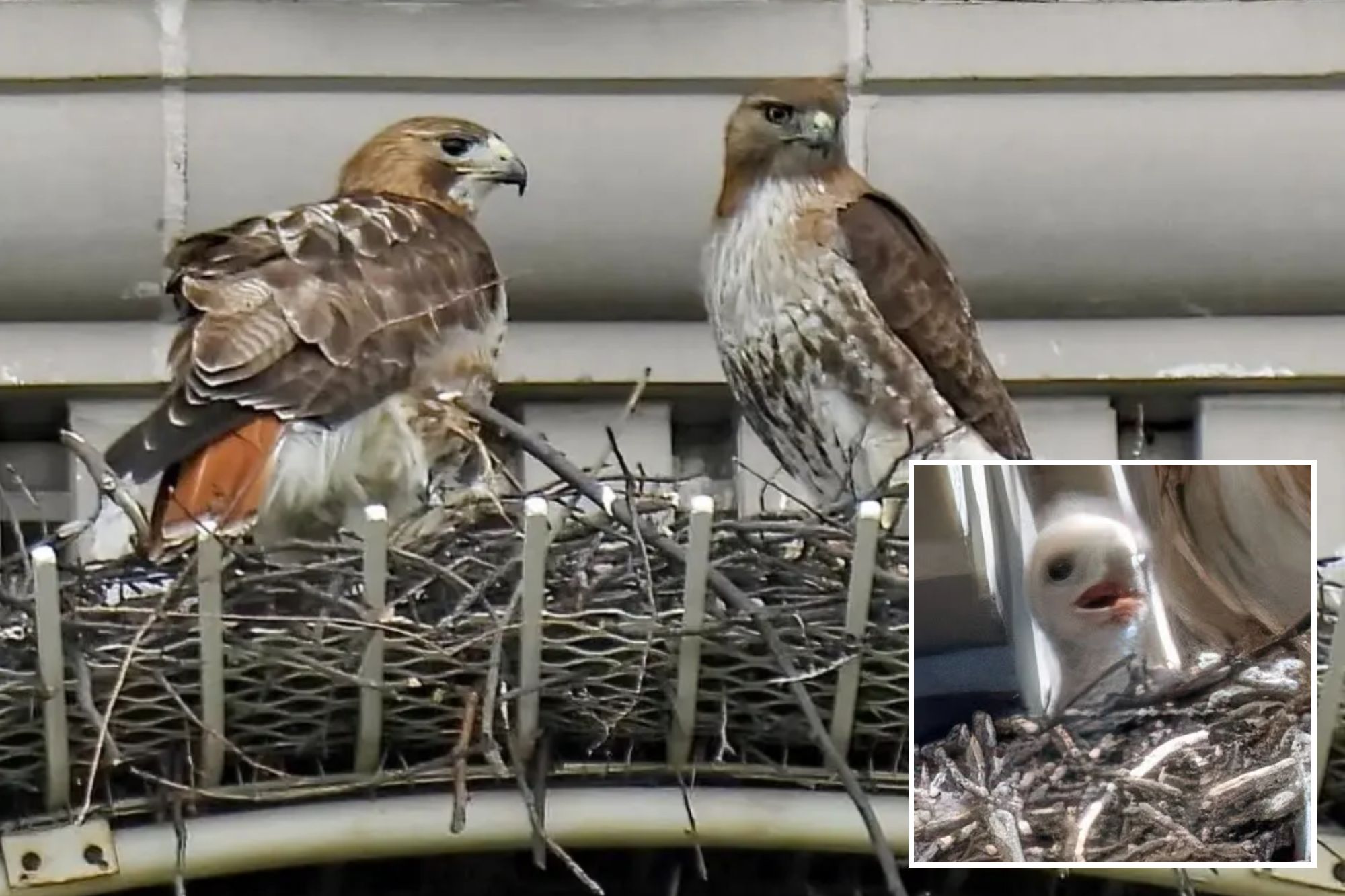 Pale Male’s mate shacks up with boy toy years after iconic NYC hawk’s ...