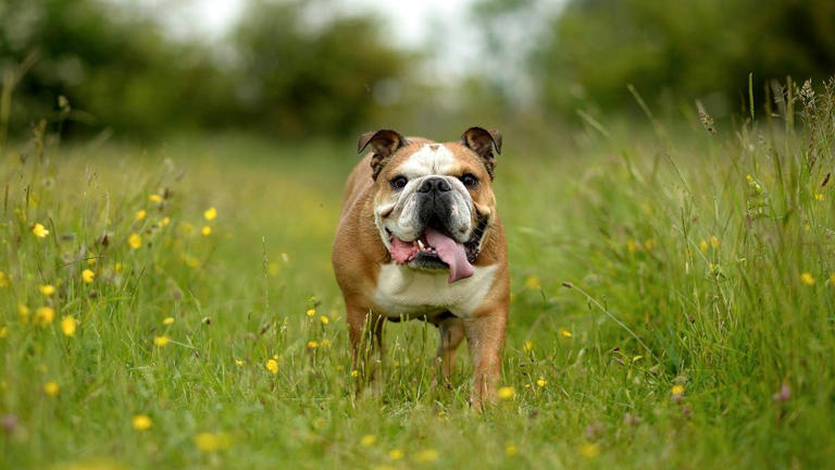 7 best dog breeds for single people, according to vet