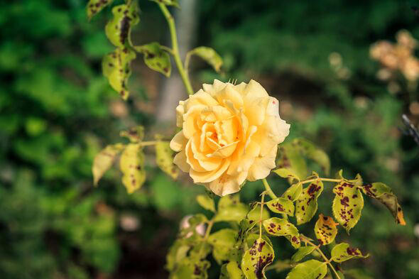 Monty Don names 'only practical way' to eliminate black spots on roses