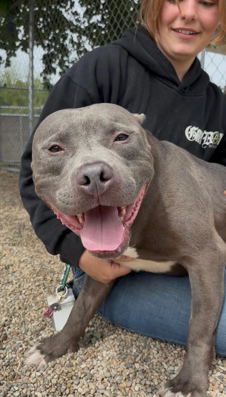 Adopt 815: Meet 'Topher'