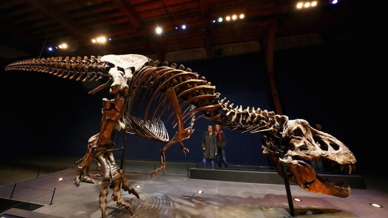 Why did T rex have tiny arms? A new study may finally have the answer
