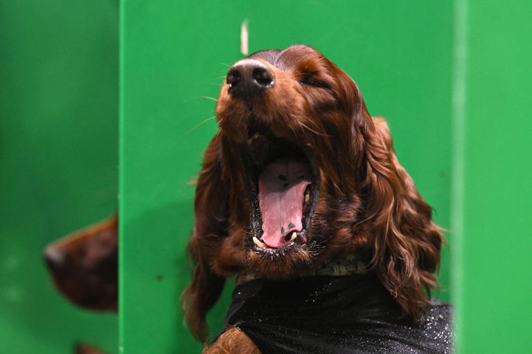 Sociable dogs 2026: Here are the 12 breeds of adorable dog that tend to ...
