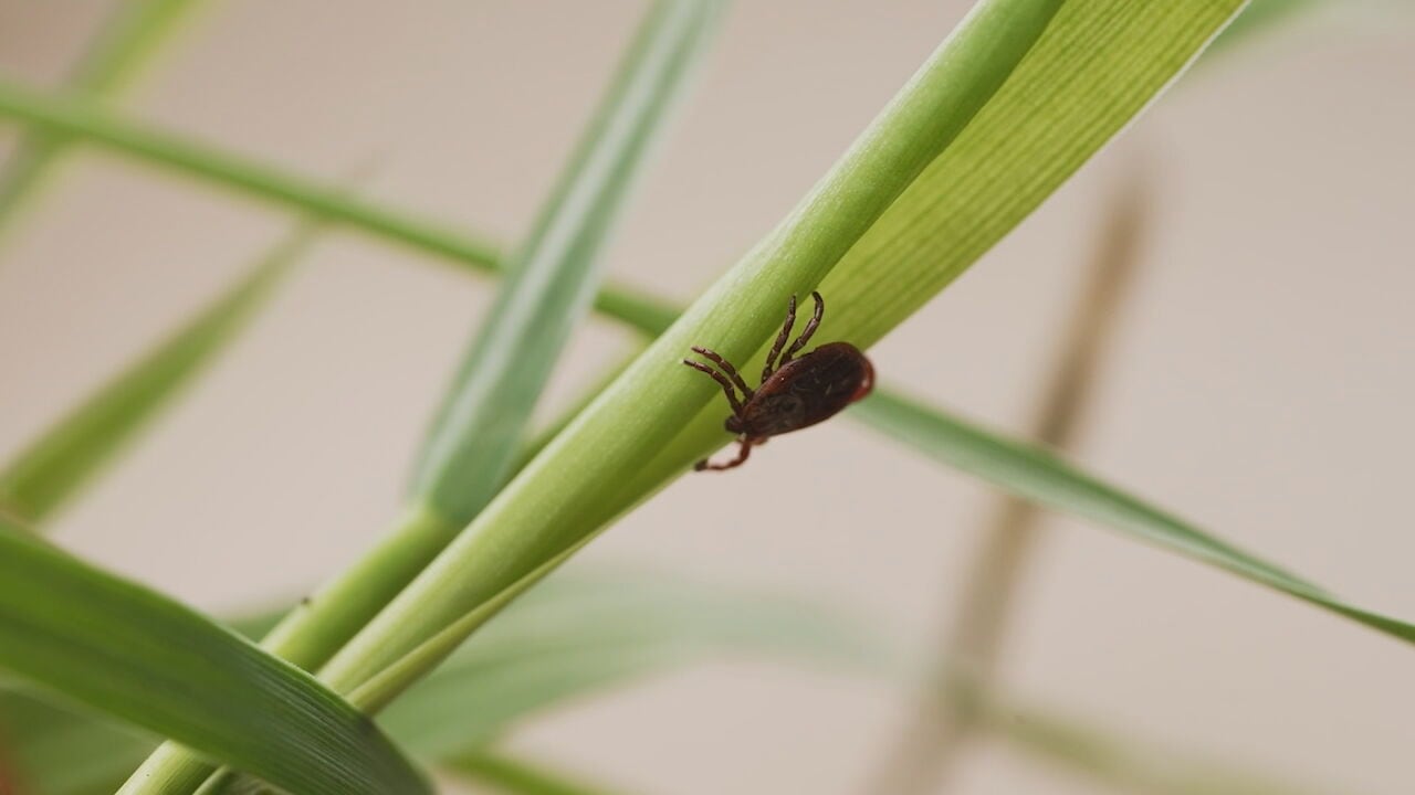 What to do about ticks in your yard