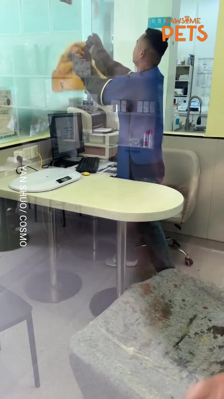 Chaotic cat crashes into wall while trying to escape vet checkup