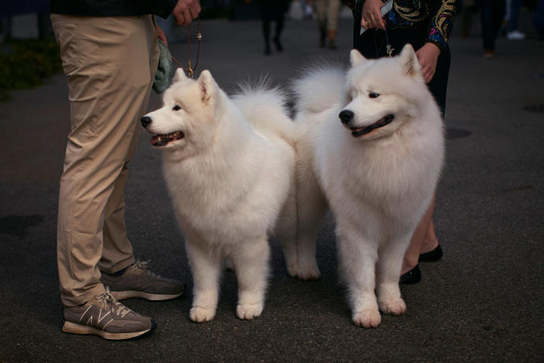 Sociable dogs 2026: Here are the 12 breeds of adorable dog that tend to ...