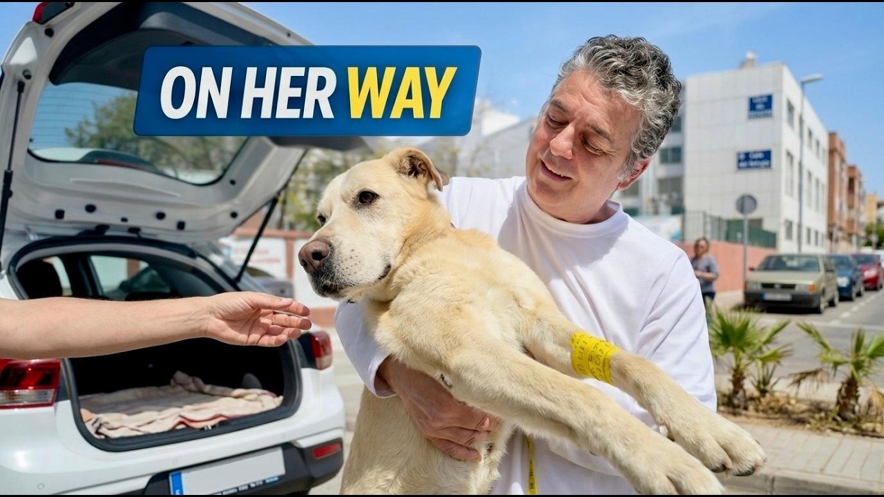 Injured dog was one step from giving up - until they fought to save her ...