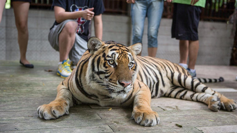 Viral video highlights concerning trend of taking photos with captive ...