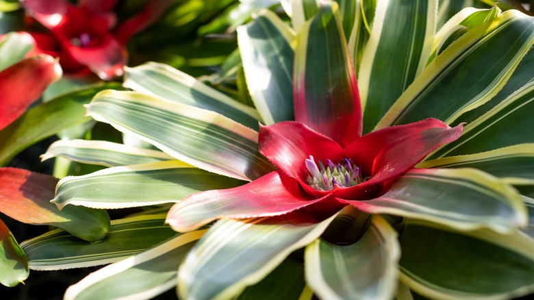 dragon tree plant Dracaena draco – Dragon Tree | Architectural Feature Plant main image 0