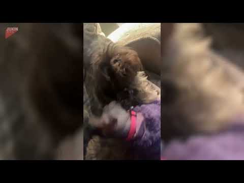 Sphynx Cat Licks Shih Tzu Dog