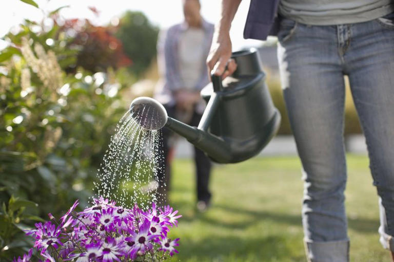 Best time to water plants in summer so you don't kill them - it's not ...