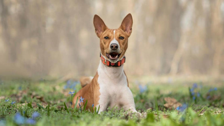 7 best dog breeds for single people, according to vet