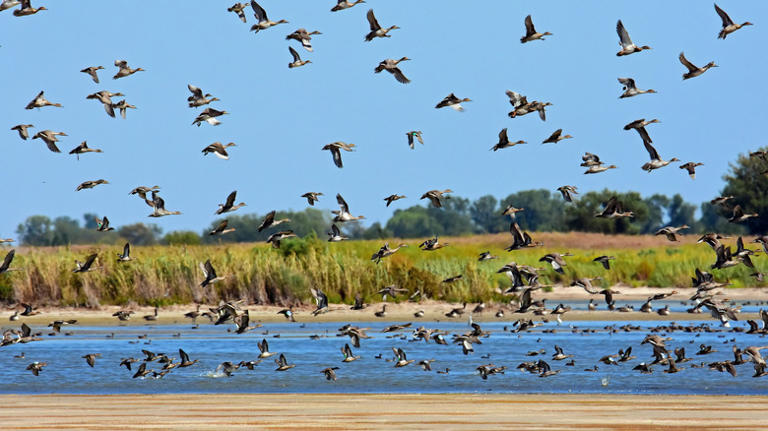 Kansas' premier birdwatching paradise is a unique plains oasis with ...